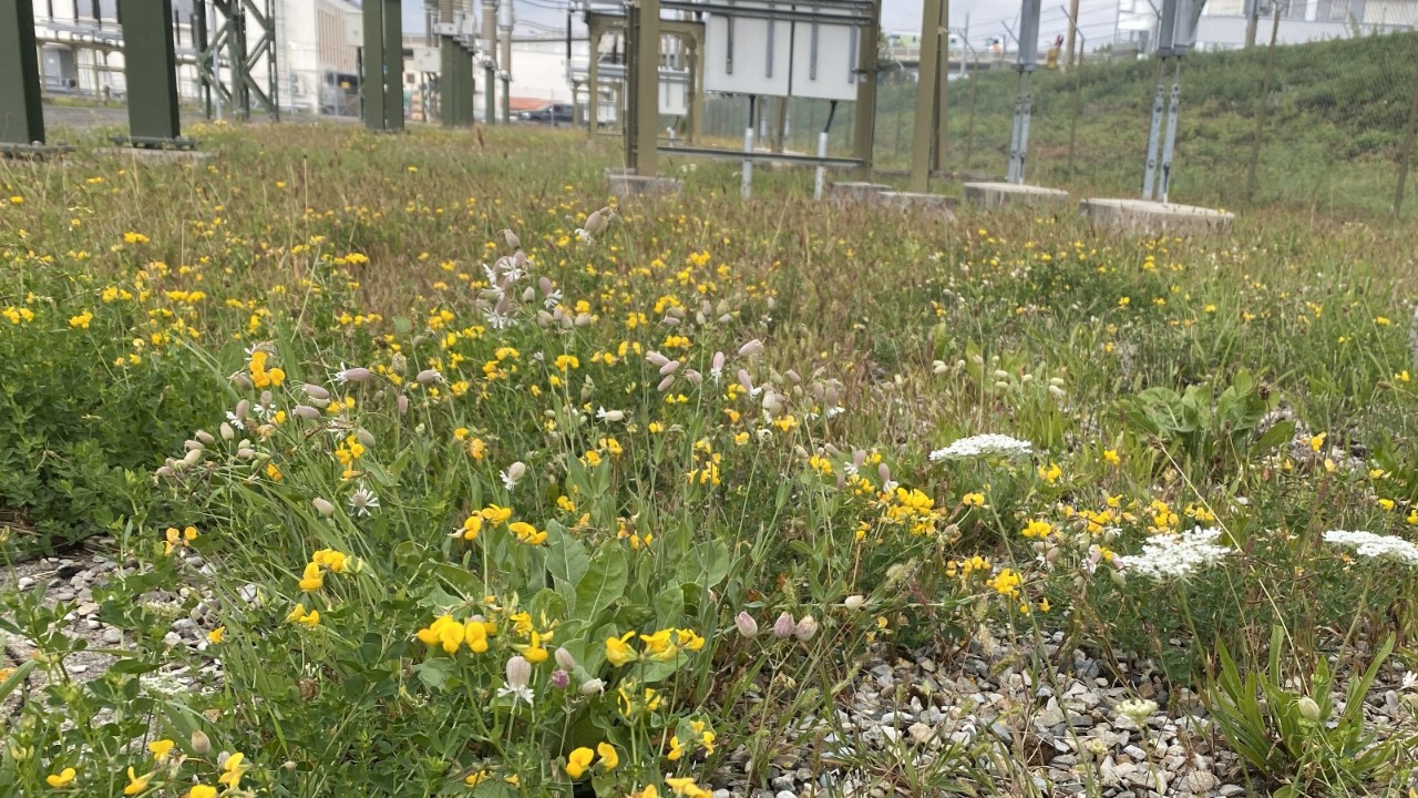 Prairie maigre.